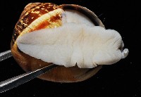 庭園蝸牛藏品圖，第3張
