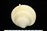 北海貝藏品圖，第1張