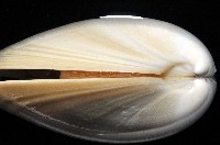 北海貝藏品圖，第2張