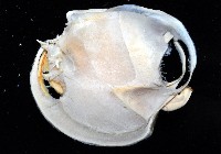 北海貝藏品圖，第3張