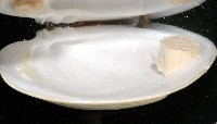 北海貝藏品圖，第4張