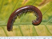 太麻里山蛩藏品圖，第1張