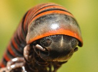 太麻里山蛩藏品圖，第2張