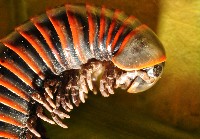 太麻里山蛩藏品圖，第3張