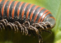 太麻里山蛩藏品圖，第4張