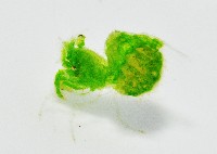 毛毛蝦藏品圖，第1張