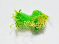 毛毛蝦藏品圖，第2張