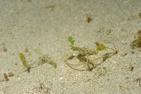 毛毛蝦藏品圖，第6張