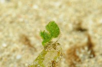 毛毛蝦藏品圖，第7張