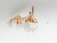 毛毛蝦藏品圖，第3張