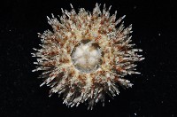 刻孔海膽藏品圖，第4張