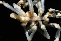 未知種海蜘蛛藏品圖，第2張