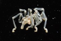 未知種海蜘蛛藏品圖，第3張