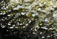 雜色角孔海膽藏品圖，第2張