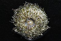 雜色角孔海膽藏品圖，第4張