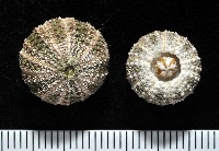 秀麗刻孔海膽藏品圖，第1張