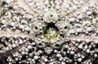 秀麗刻孔海膽藏品圖，第2張