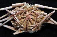 斑襟刺頭帕藏品圖，第3張