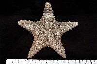 玉緣棘角海星(紫氏麗海星)藏品圖，第1張