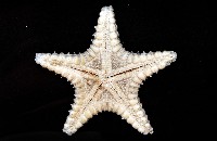 玉緣棘角海星(紫氏麗海星)藏品圖，第4張