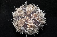 白棘三列海膽藏品圖，第2張