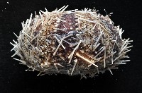 白棘三列海膽藏品圖，第3張