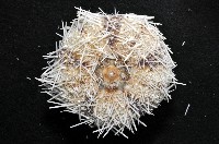 白棘三列海膽藏品圖，第4張