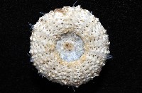芮氏刻肋海膽藏品圖，第4張