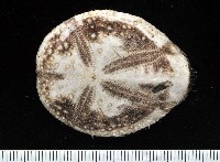 扁仙壺海膽藏品圖，第1張