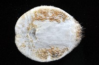 扁仙壺海膽藏品圖，第3張