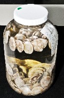 扁仙壺海膽藏品圖，第4張