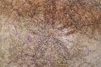 裂邊毛餅海膽藏品圖，第2張
