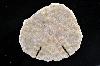 裂邊毛餅海膽藏品圖，第3張
