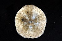 綠楯海膽藏品圖，第3張
