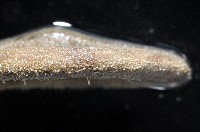 綠楯海膽藏品圖，第4張