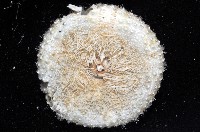 粒毛冠海膽藏品圖，第4張