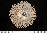 未知種海葵(海葵目)藏品圖，第1張