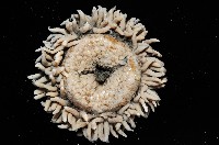 未知種海葵(海葵目)藏品圖，第3張