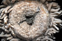 未知種海葵(海葵目)藏品圖，第4張