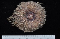 裸隱肛海膽藏品圖，第3張