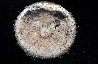 日本毛冠海膽藏品圖，第4張