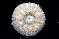 芮氏刻肋海膽藏品圖，第3張