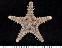 玉緣棘角海星(紫氏麗海星)藏品圖，第1張
