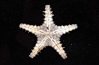 玉緣棘角海星(紫氏麗海星)藏品圖，第2張