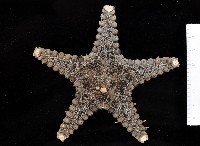 玉緣棘角海星(紫氏麗海星)藏品圖，第3張