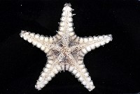 玉緣棘角海星(紫氏麗海星)藏品圖，第4張