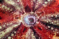 輻星肛海膽藏品圖，第2張