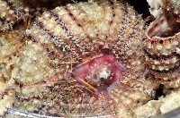 輻星肛海膽藏品圖，第3張