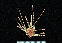 浪腔海膽(波紋腔海膽)藏品圖，第1張