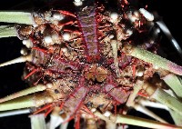 浪腔海膽(波紋腔海膽)藏品圖，第2張